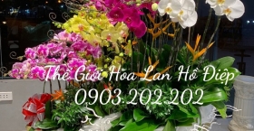 Giới thiệu chung