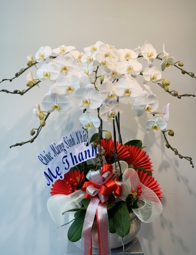 Hoa Trắng Chúc Mừng - 8 Cây
