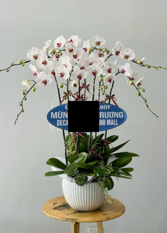 Lan hồ điệp trắng 8 cành