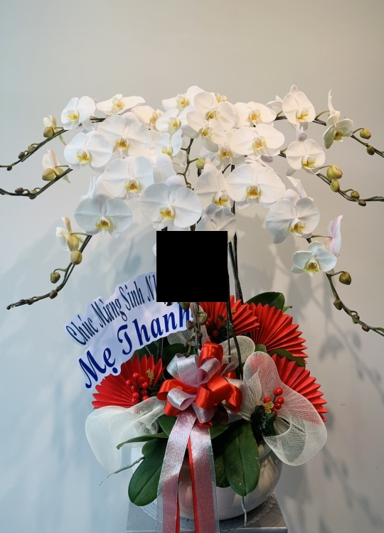Hoa Trắng Chúc Mừng - 8 Cây